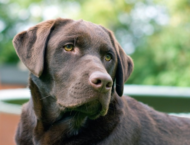 Comment Connaître La Race De Mon Chien Perfect Fit