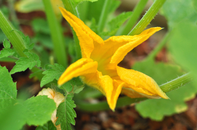 Courgette (Cucurbita pepo pepo) - Fleur