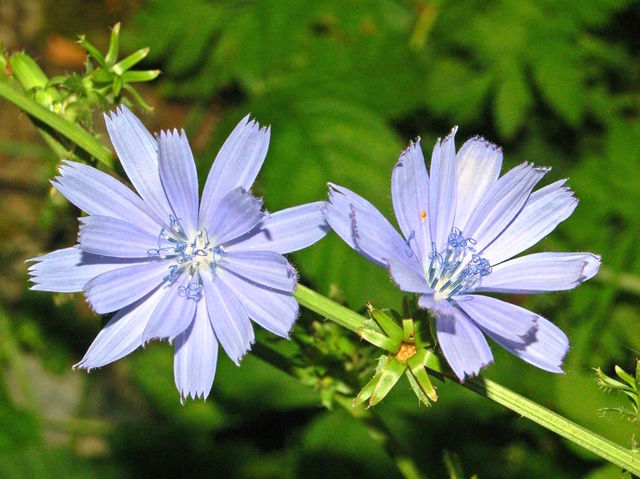 Endive (Cichorium intybus) - Fleur