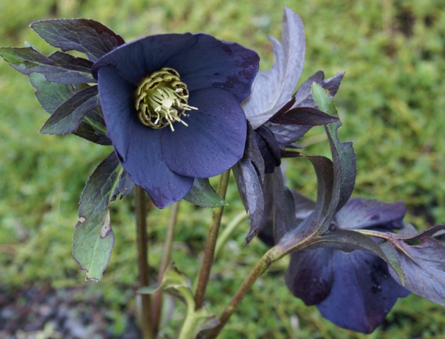 Fleurs noires : variétés de fleurs aux coloris très foncés