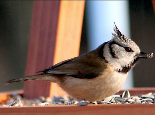 Mangeoire pour oiseaux Emmental – Nourrir les oiseaux
