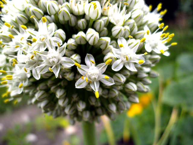 Oignon (Allium cepa) - Fleur