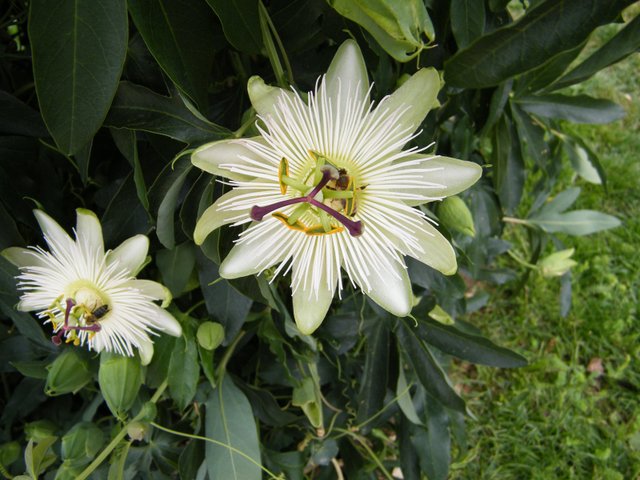 Passiflore commune (passiflora caerulea)