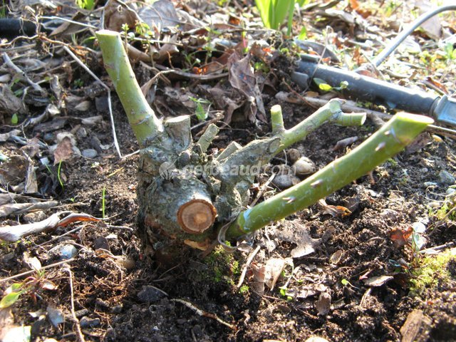Taille sévère d'un rosier buisson