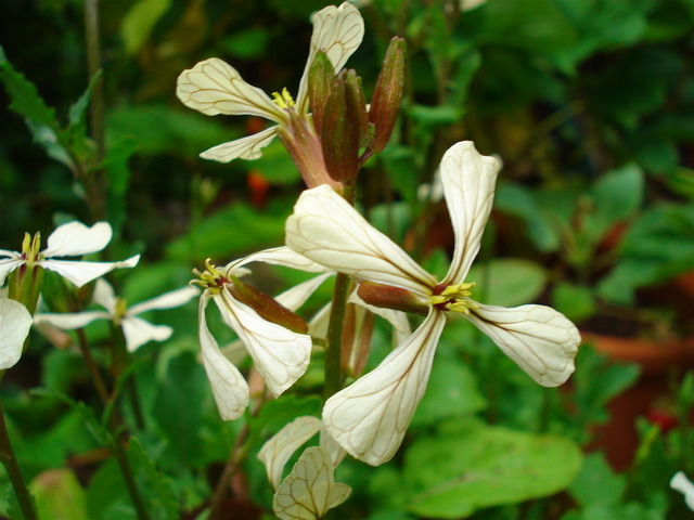 Roquette (Eruca sativa) - Fleur