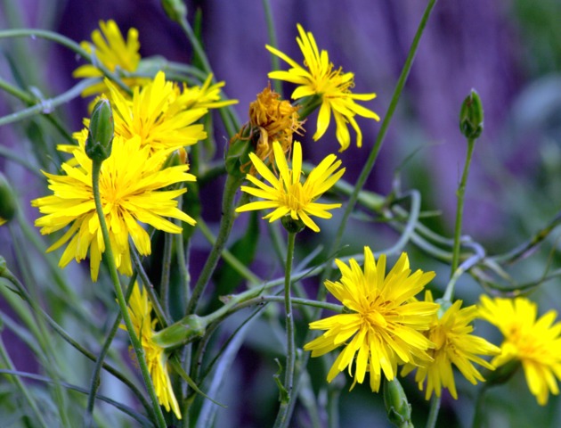 Salsifis (Tragopogon porrifolius) - Fleur