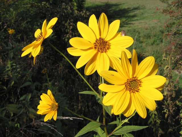 Topinambour (Helianthus tuberosus) - Fleur