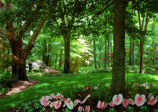 Sous-bois frais et ombragé