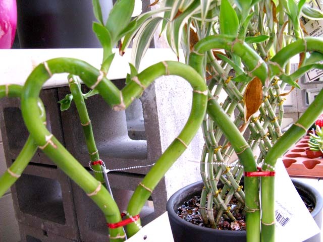 La vraie identité du Lucky Bamboo - Jardinier paresseux