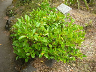 Griselinia