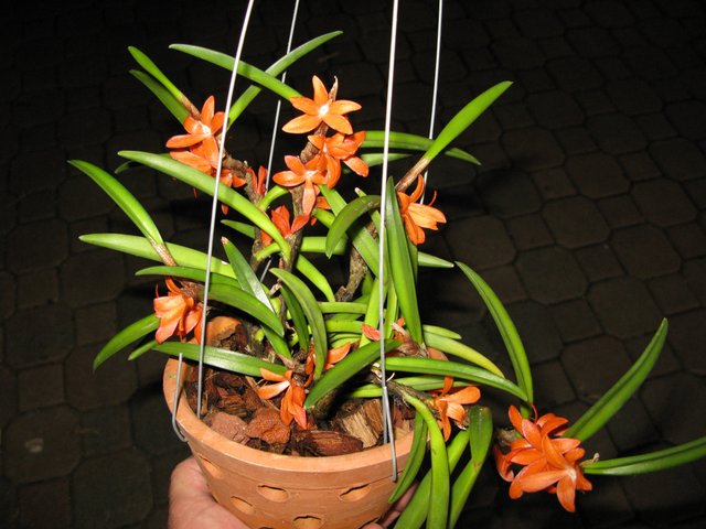 Les mini-orchidées en pratique