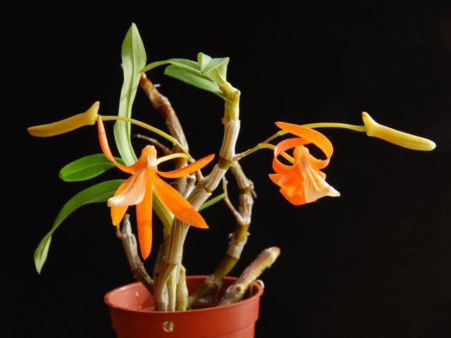 Pot pour fougères et orchidées épiphytes