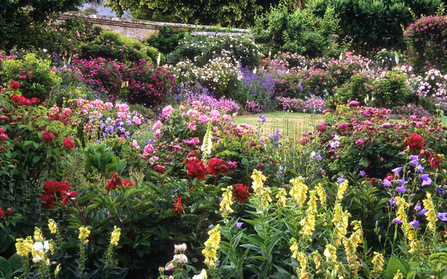 Générosité des floraisons dans un jardin anglais (Jardins anglais)