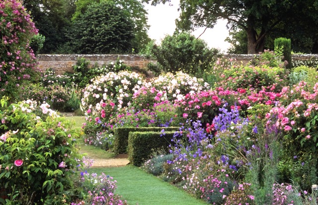 Les roses reines du jardin anglais (Jardins anglais)