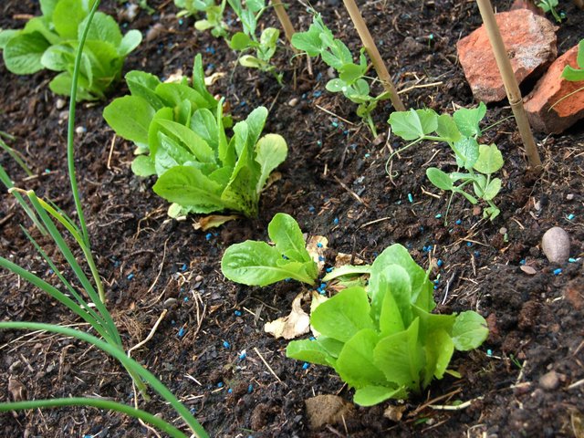 Comment repiquer ses semis de légumes au potager