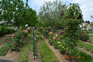 Rosiers anciens et modernes dans les allées du Jardin des roses