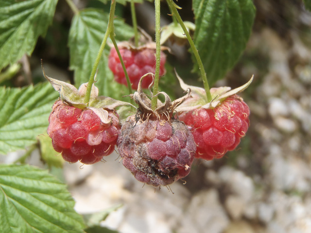 Botrytis cinerea sur framboises