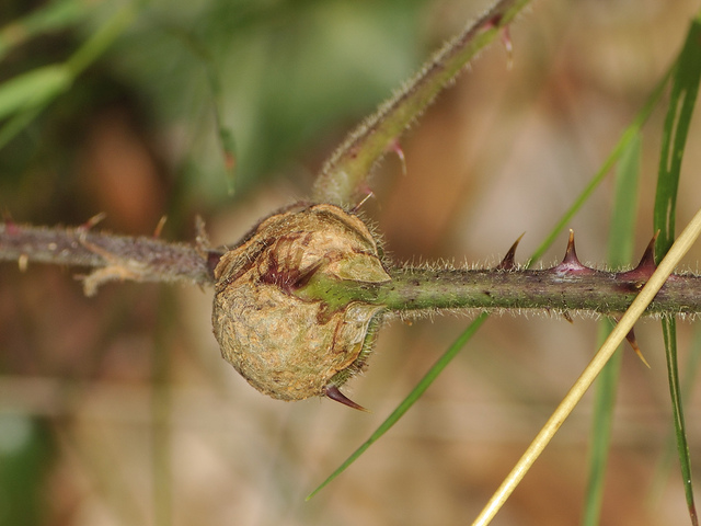 Cécidomyie sur une tige de ronce
