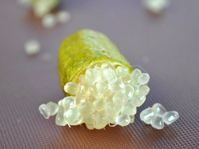 Graines de Microcitrus australasica - Citron caviar - Citronnier