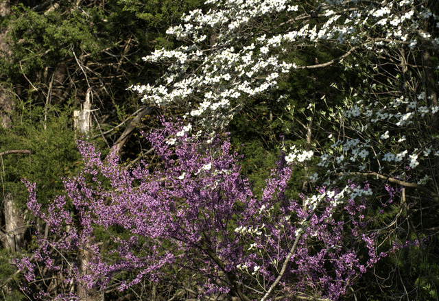 Cornus florida et Cercis canadensis