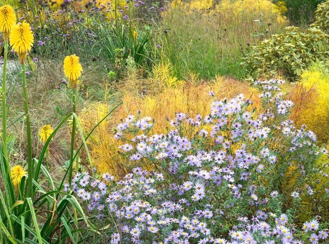 Notre sélection des 10 plus belles fleurs d'automne pour la