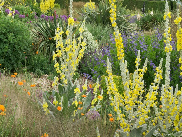 Molène, graminées, pavots...