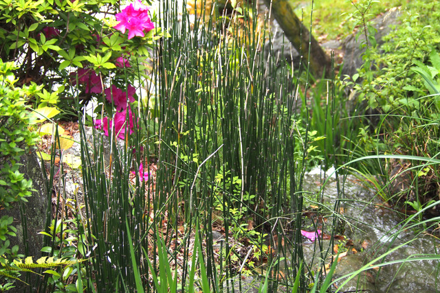 Prêle (Equisetum hyemale)