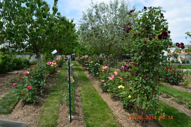 Le Jardin des roses - JarDin Des Roses Saint Yrieix C MejearD
