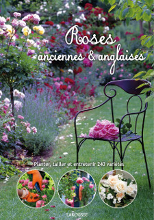 Roses anciennes et anglaises