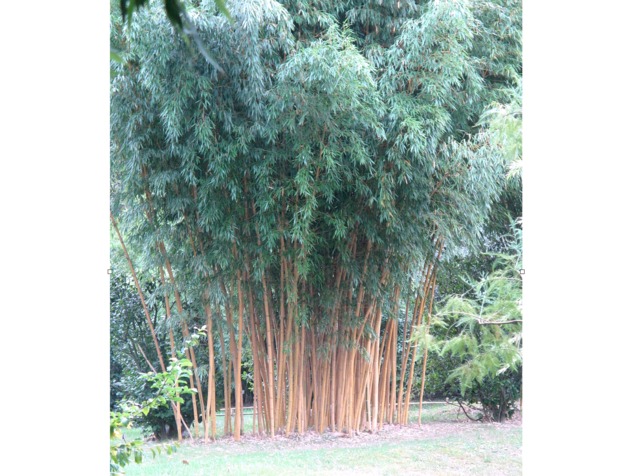 Bambou à cannes jaunes - Phyllostachys vivax 'Aureocaulis' - Le