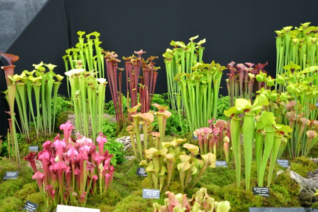 RHS Chelsea Flower Show 2016