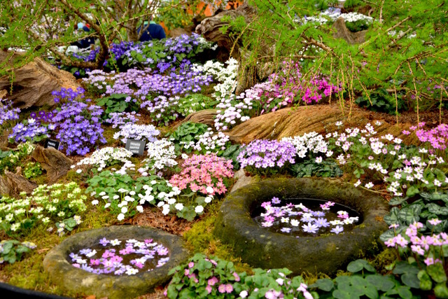 RHS Chelsea Flower Show 2016