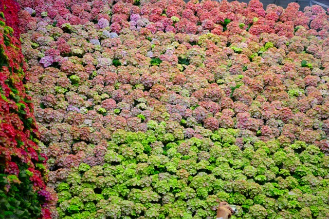 Floralies de Gand 2016