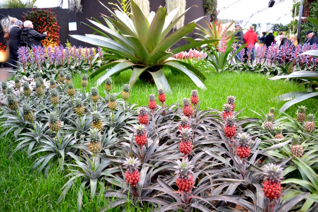 Floralies de Gand 2016