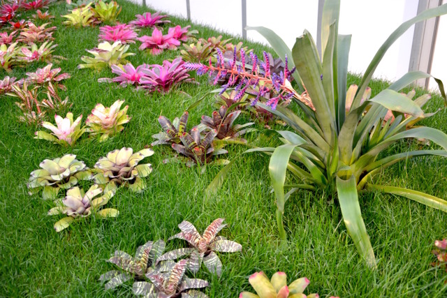 Floralies de Gand 2016