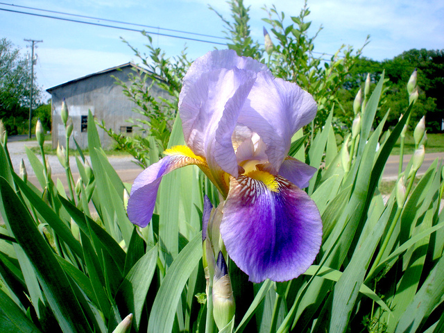 Iris des jardins 'Ré la Blanche