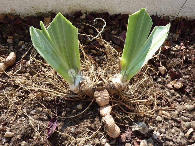 Iris Entretien Apres La Floraison