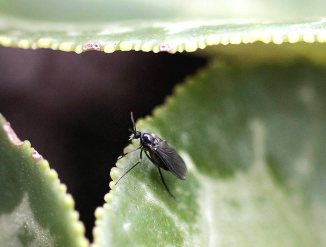 Contrôlez les mouches du terreau (sciarides) - Jardinier paresseux