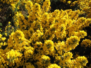 Ajonc en pleine floraison
