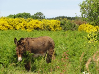 Haie d'ajonc servant de clôture
