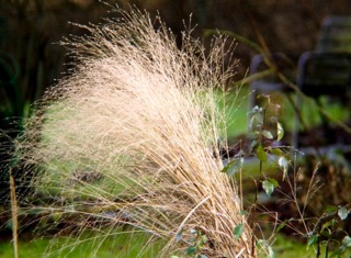 Panicum : Plantation, Culture, Espèces Et Variétés