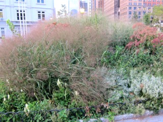 Panicum : Plantation, Culture, Espèces Et Variétés