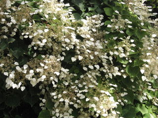 schizophragma hydrangeoides 2