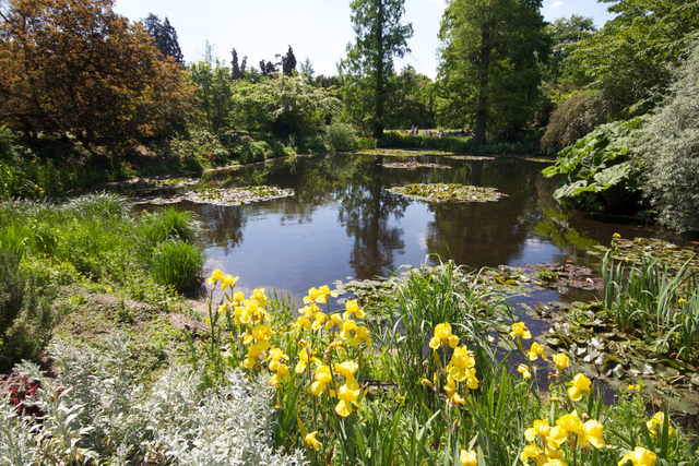 Iris pseudacorus en bordure de bassin
