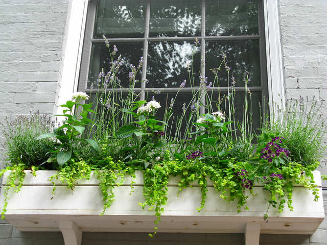 Jardiner en ville : planter sur les rebords de fenêtres
