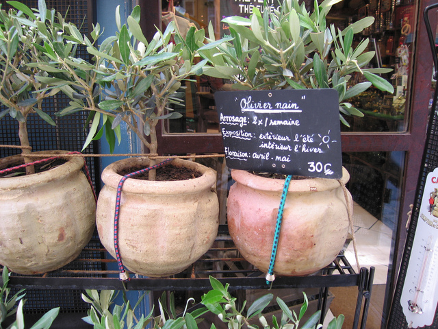 Floraison olivier en pot