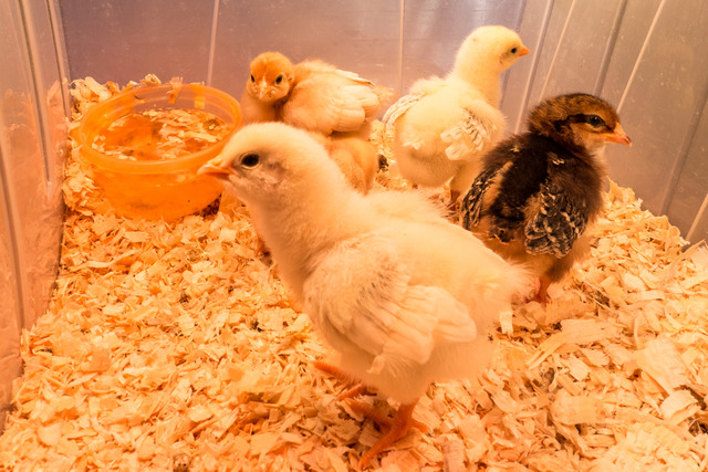 Elever Des Poussins Chaleur Nid Croissance