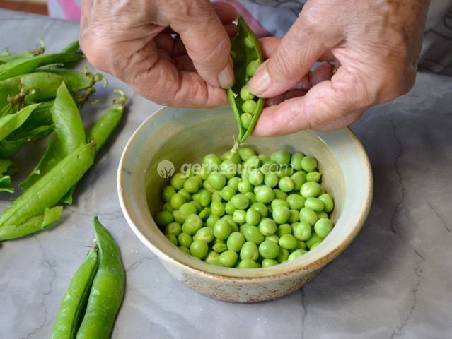 Ecosser les petits-pois