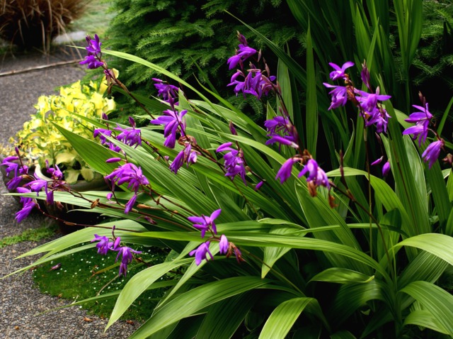 Orchidées pour l'extérieur : les orchidées de jardin