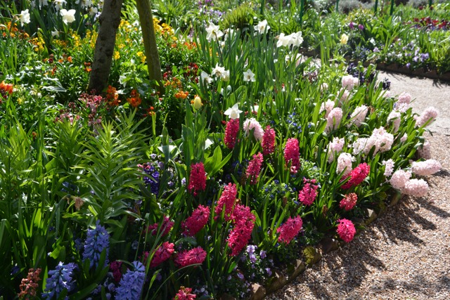 Jacinthes et jonquilles